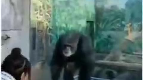 Cute girl dance vs King Kong reaction funny videos