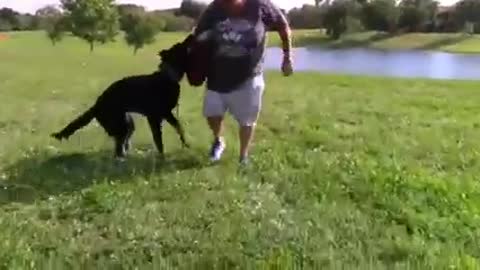 All training skills for dogs