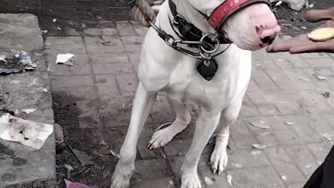 White Dog Cute Video By Kingdom Of Awais