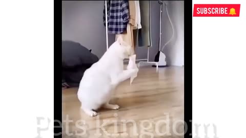 Funny cats compilation