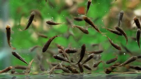 little fishes in the aquarium