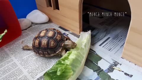 Rockie the Baby African Spurred Tortoise (Sulcata) Munching on Lettuce
