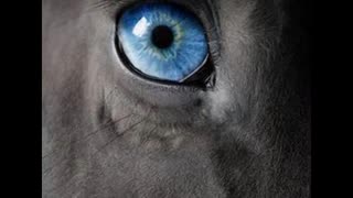 One Eyed Horse Called Mary Jane