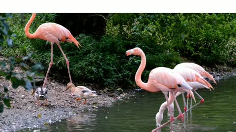 EXCLUSIVE PINK FLAMINGO BIRDS