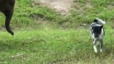#funy #short #short video. #funyanimals_video #funny Elephant playing with #Short video...
