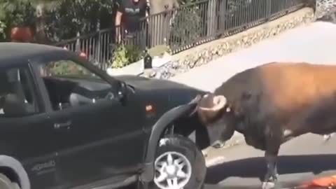 Bull attack vehicle