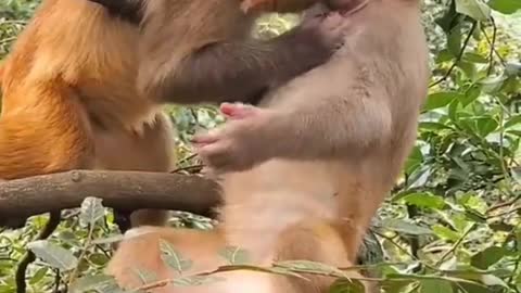 monkey monkey love