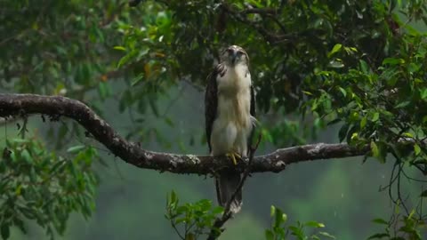 Amazon Forest Animals/waterfall/4k videos/Amazon Animal/Drone footage/4k cinematic video,