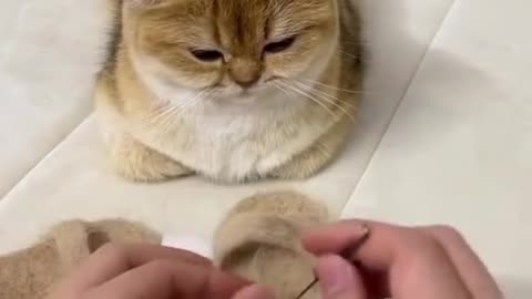 Funny and Cute Cats Videos #188