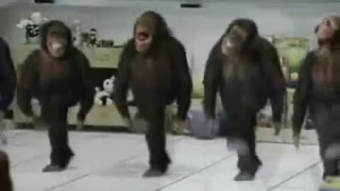 watch out how chimps kill the video..