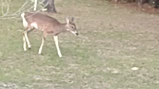 Fl Whitetail Deer 4/24