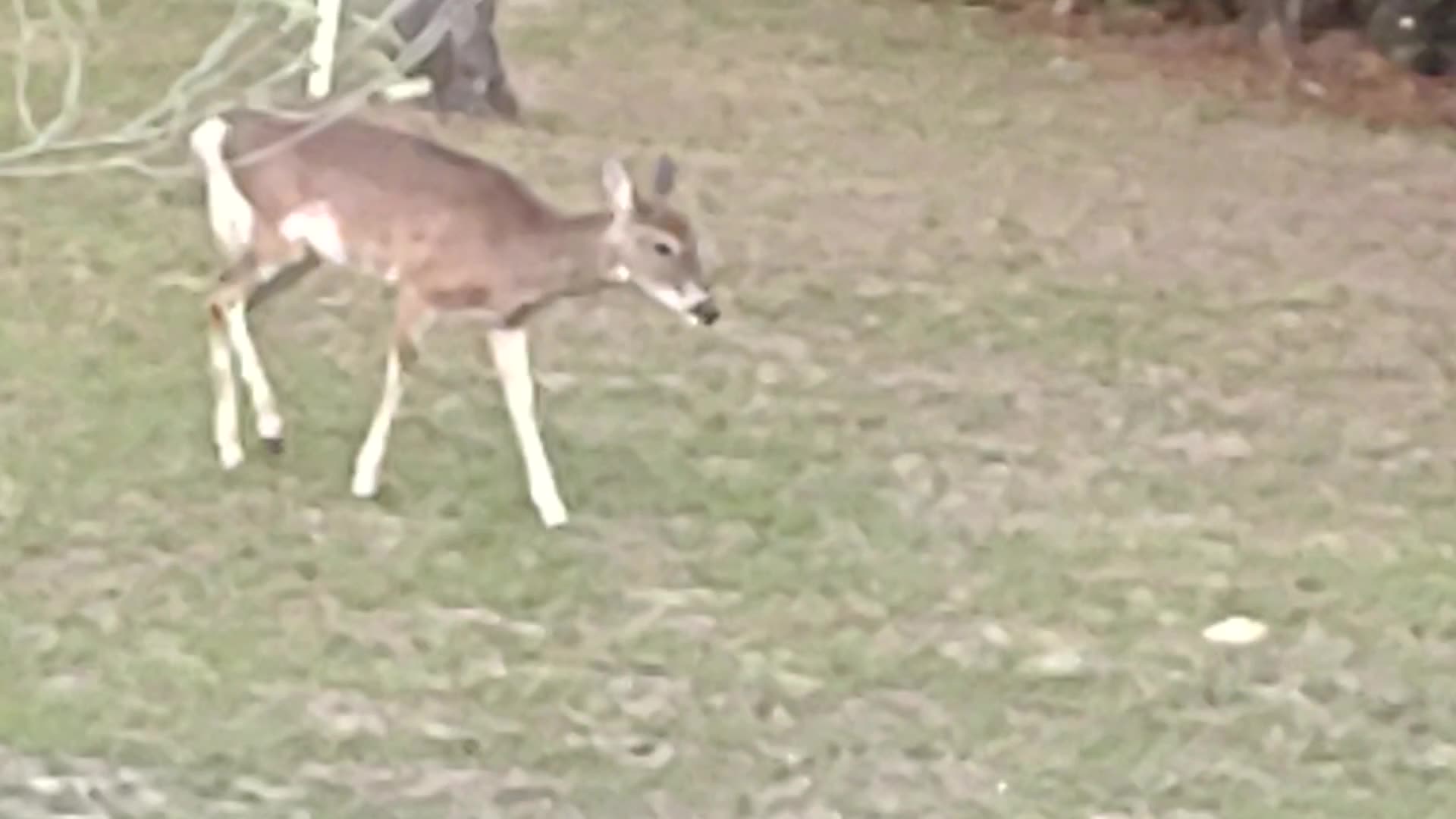White Tail Deer Hunting - Four Peaks Guide Service