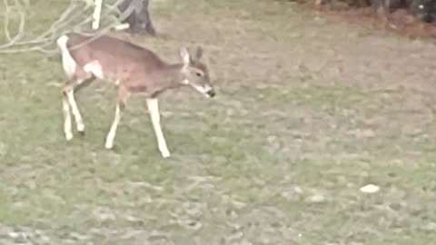 Fl Whitetail Deer 4/24