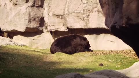 Black Bear In Zoo Habitat