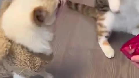Dog and cat fight for eat