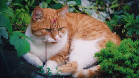 Cat remarkably startled by harmless object