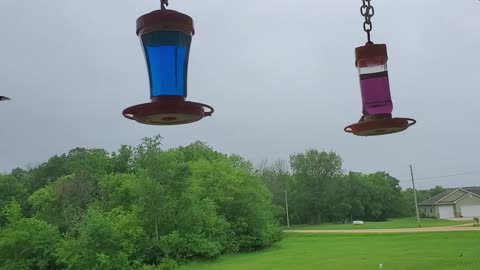 Humming Birds at our Feeder 1