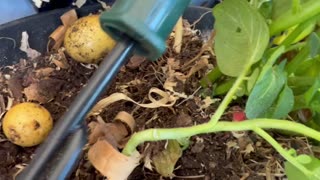 Potato 🥔 harvest.