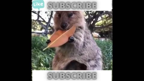 Funny Animals Video ... super