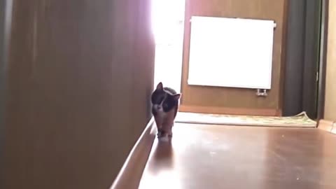 Funny Stalking Cat Video Compilation