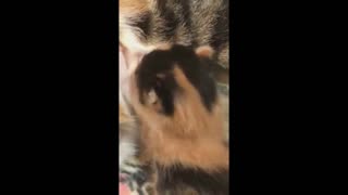 HIGHLIGHT 003: Mellie May's Kittens - Go Dottie! Go! (From Video Diary Entry 014)