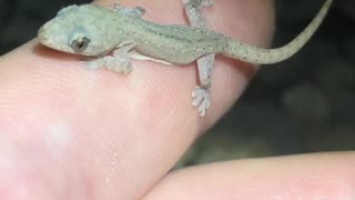 Little Gecko 😍