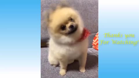 Funny and Cute pet's Life! Cats, dogs and Owners are the best friends Videos
