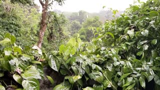 Sri Lankan Rainy Day Water-drop Slow Motion