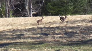 Wild Deer Playing