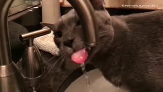 Kitty drinking from faucet in slow motion