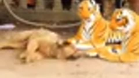 Fake Tiger Prank Dog, Funny Sleeping Dog Funny Reaction