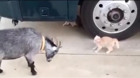 Amazing Fight Between Beautiful Cat VS Goat.