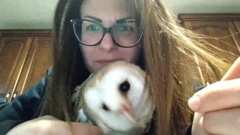 Baby Barn Owl Preciously Cuddles With Its Owner