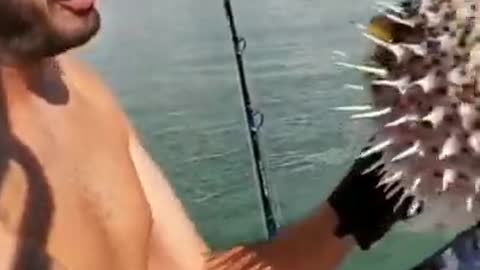 Funny Man Fish video