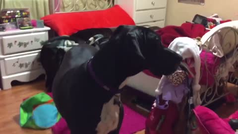 Snoopy Great Danes Play Hide And Seek With Little Girl