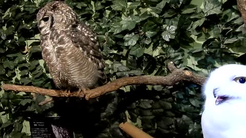 Stroking a snowy owl