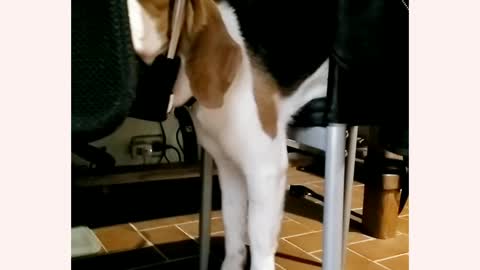 Beagle sleeps in hilariously uncomfortable position