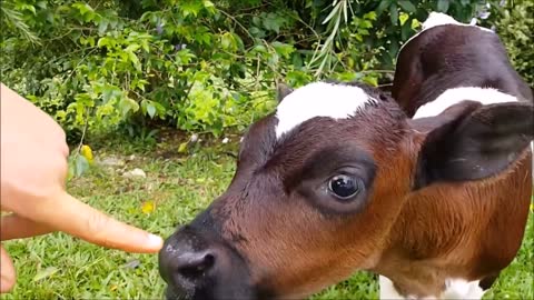 Cows Go Moo (Baby Edition) - CUTEST Compilation Video