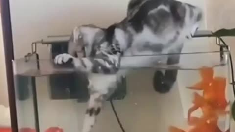 funny cat on an mission impossible