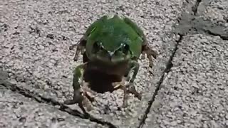Tree frog staring at you