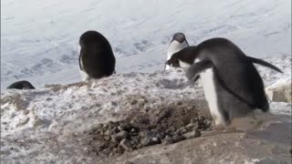 Frozen Planet: Criminal Penguins
