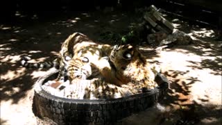 Siberian Tiger cubs enjoy playtime together