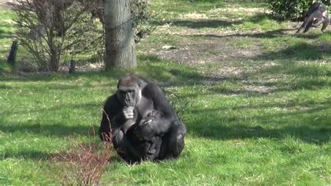 New Born Baby Gorilla