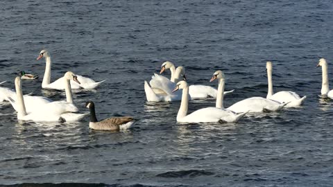 Single Duck Among Swans