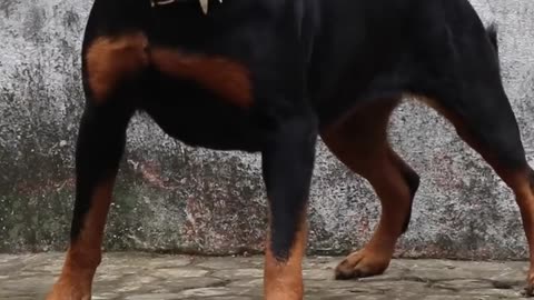 Dog funny video fantastic 😍#