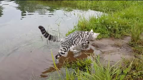 Let's take the cat Bengal to play in the water.