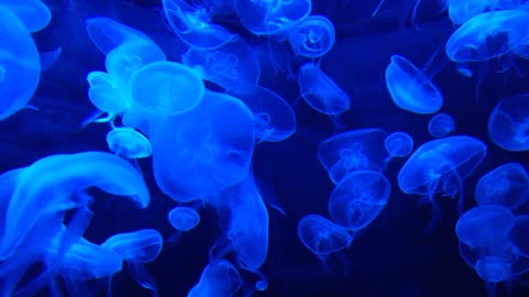 jellyfish / blue jellyfish / jellyfish in the sea