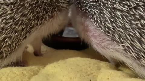 Lovely Hedgehog Reunion Mother and Son Drinking Water Together from Same Plate