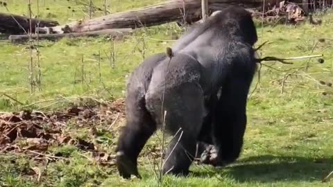 I love it when the gorillas carry sticks like this! #gorilla #asmr #mukbang #animals #youtubeshorts