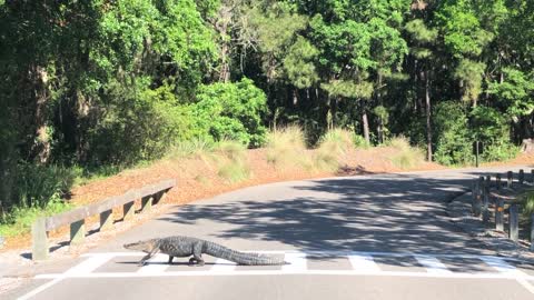 Alligator Walks Across Road From One Side to Another Over Crosswalk